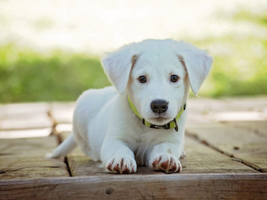 Cuccioli cane in regalo Roma